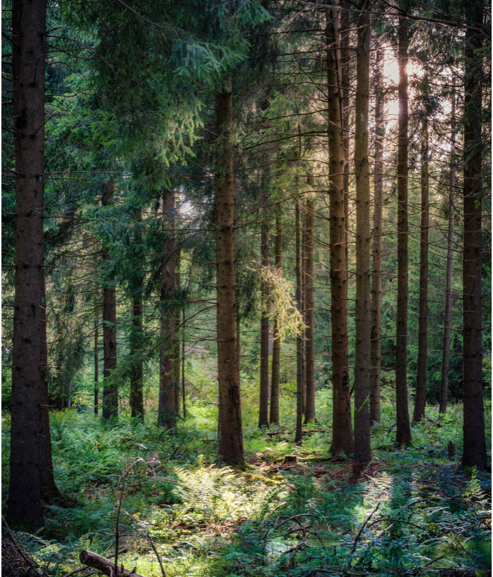 bain de forêt ou shirin yoku