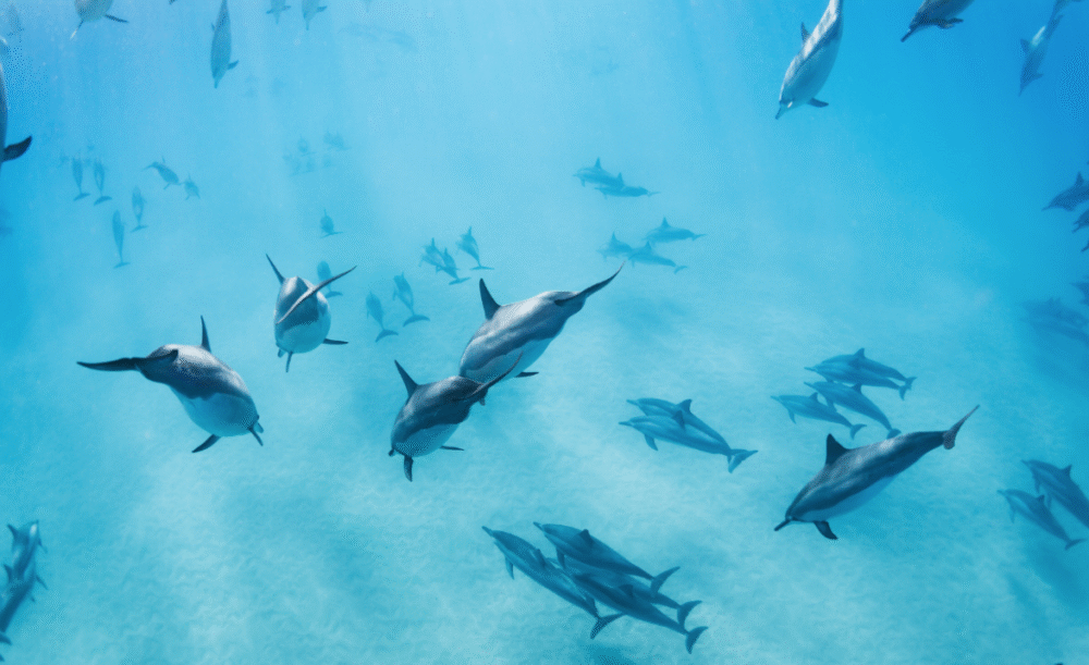 dauphins mer rouge-reconnexion sonore